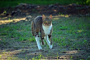 王欣瑜再现猫咪狩猎